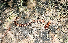 Juvenile Cottonmouth