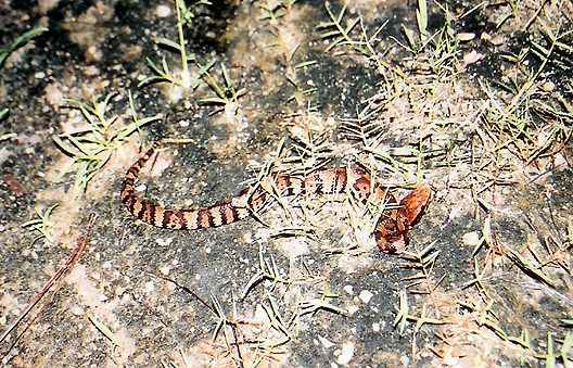 Juvenile Cottonmouth