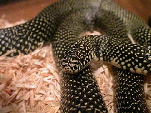 Speckled Kingsnake