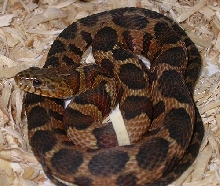 My Midland Watersnake