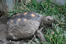 Mud Tortoise