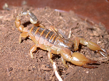 Scorpion from Africa
