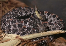 Dusky Pigmy Rattler