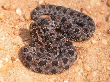 Pigmy Rattlesnake