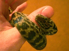 Python bite