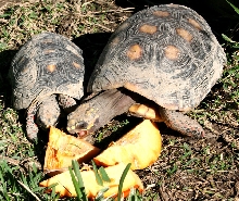 Redfoots vs pumpkin