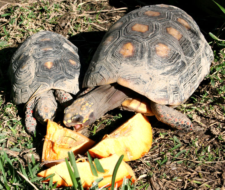 Redfoots vs pumpkin