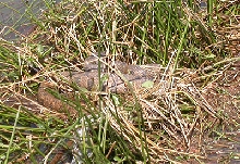 Basking Diamondback Watersnake