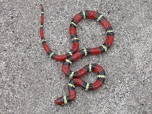 Scarlet Kingsnake