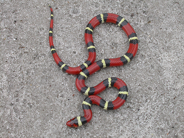 Scarlet Kingsnake