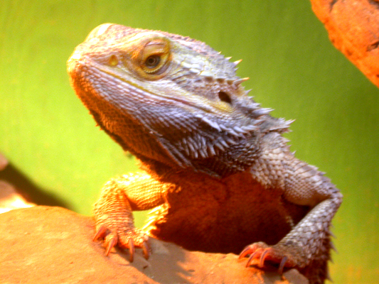 Scooter's last picture