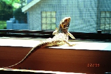Scooter at the window