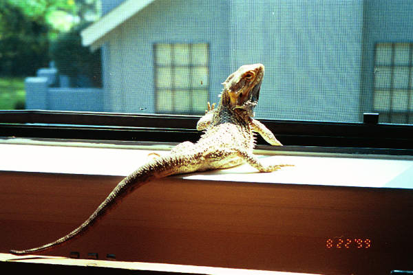 Scooter at the window