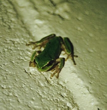 Treefrog from Korea