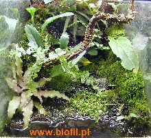 mini 3 gallon Eden for Hyperolius :)