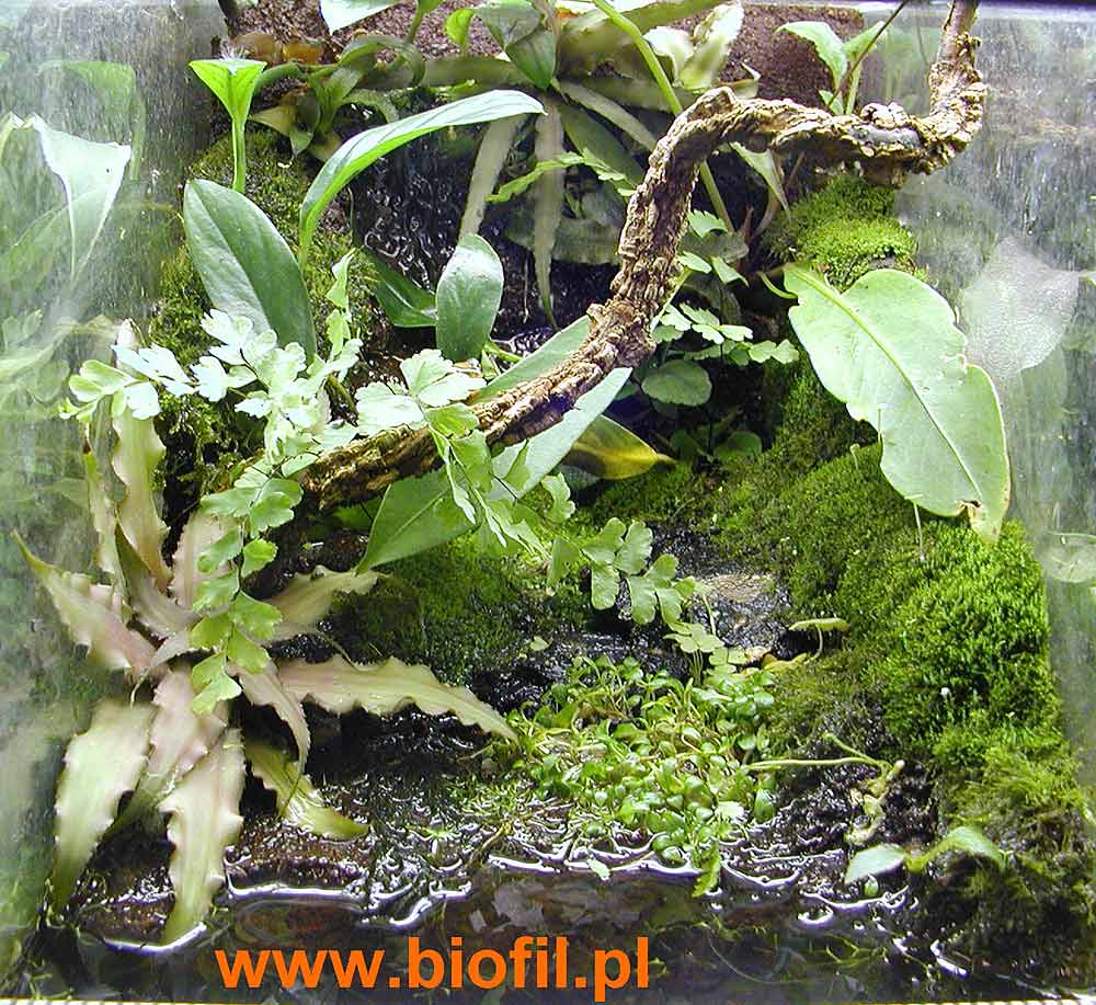 mini 3 gallon Eden for Hyperolius :)