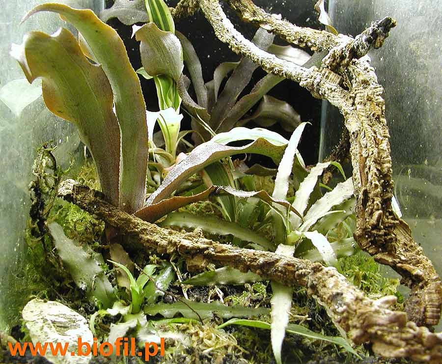 mini 3 gallon paludarium