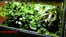 mini paludarium for Bombina orientalis