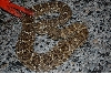 Atrox