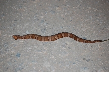 Lor    Broad Banded copperhead