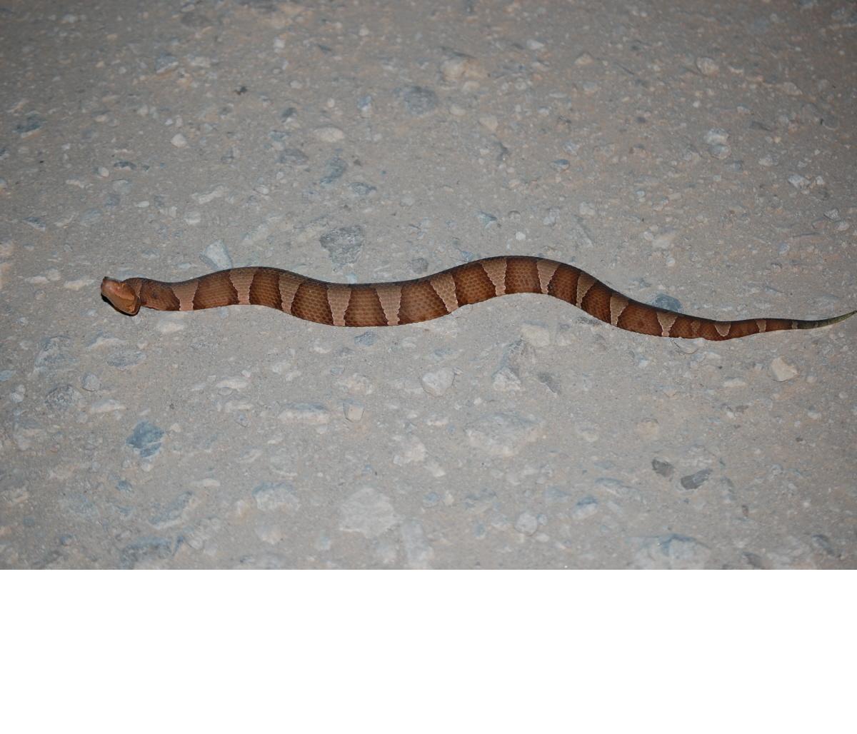 Lor    Broad Banded copperhead