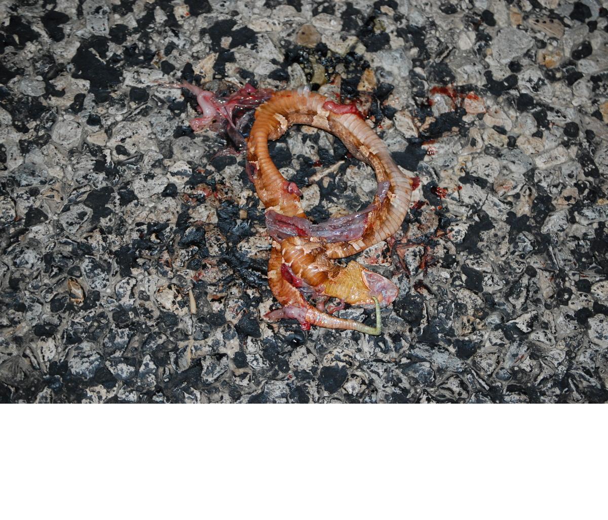 Wildlife Sanctuary Victim