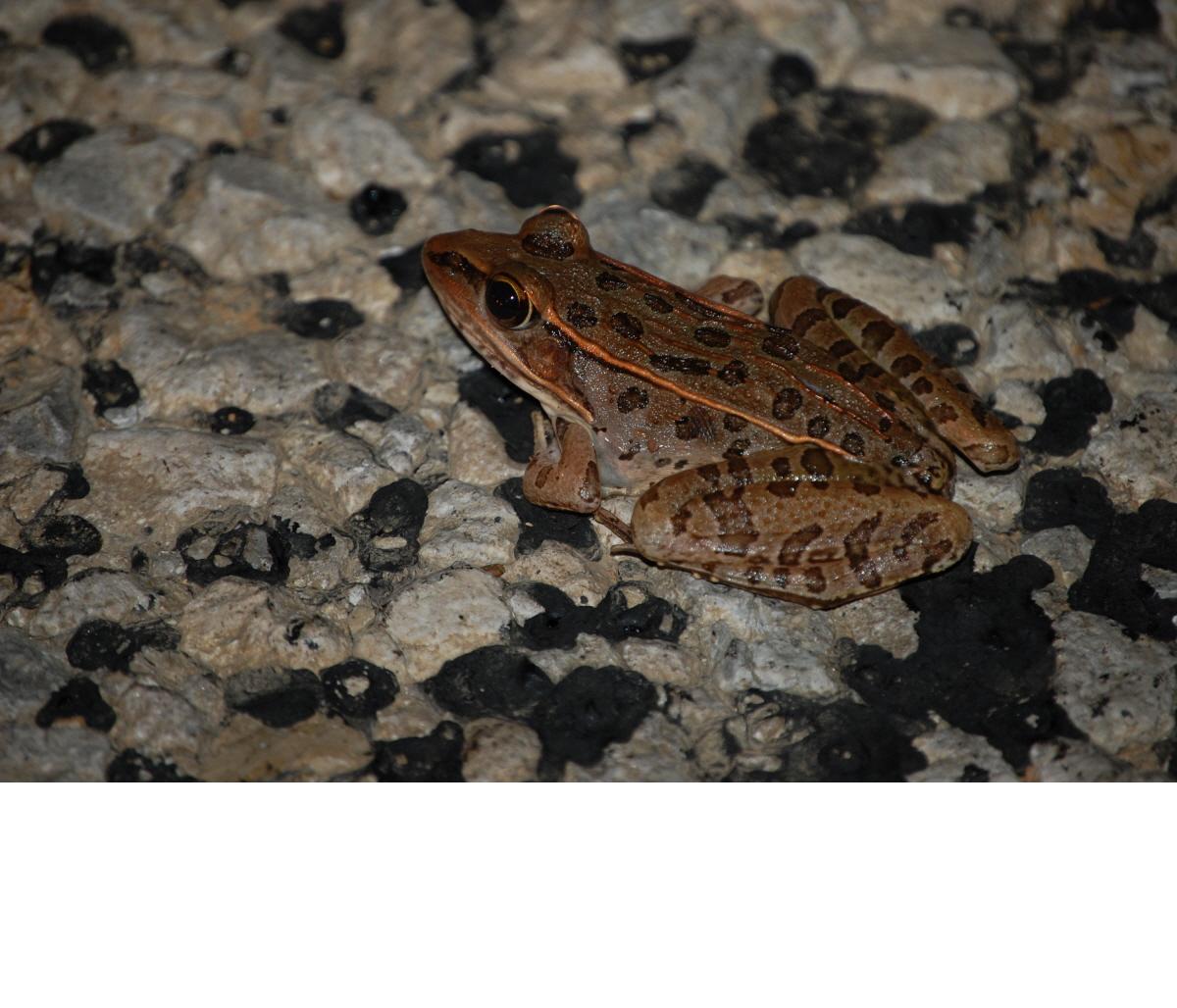 Leopard Frog