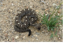 Blactail