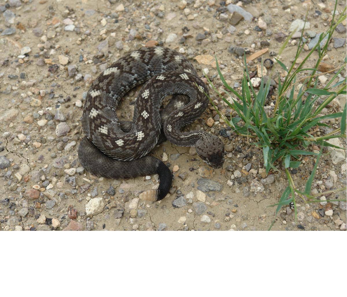 Blactail