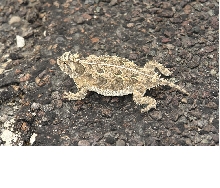 Horned lizard