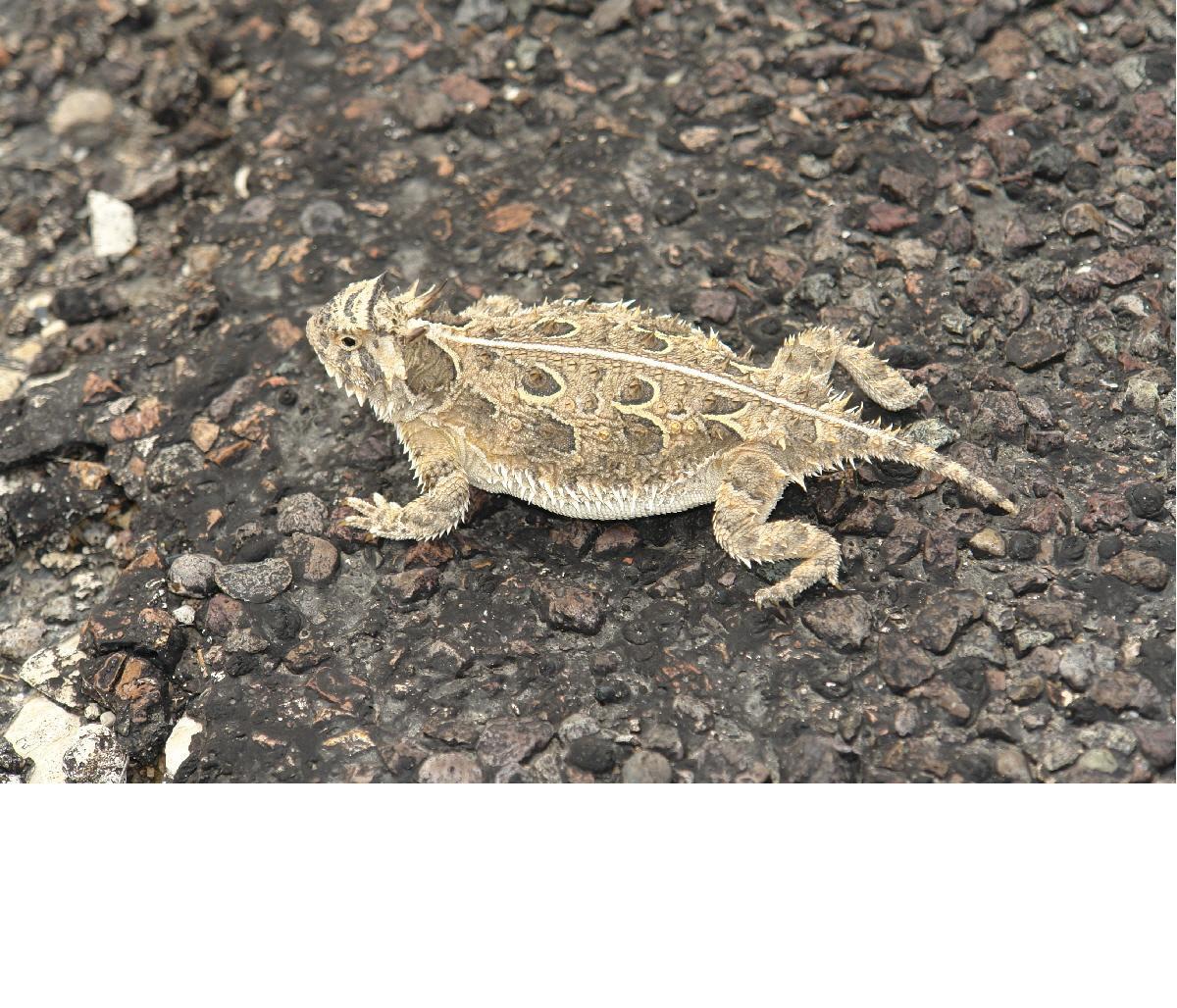 Horned lizard
