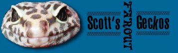 Scott's Farout Geckos