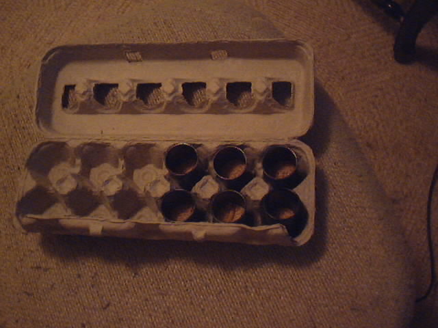 Beetle Hatchery