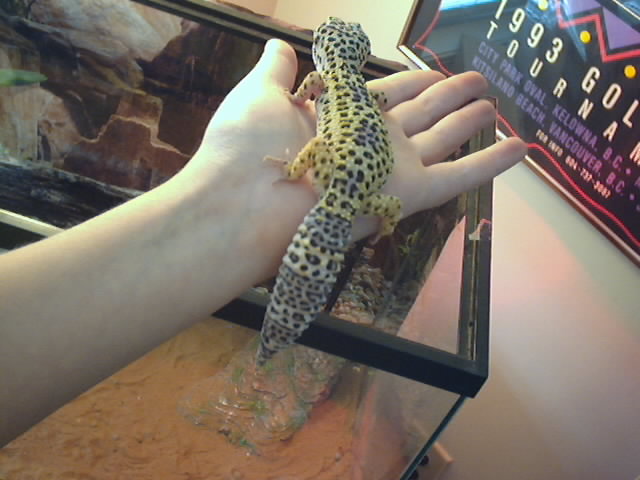 Very Fat Tail!