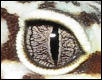 Very Cool Gecko Eye