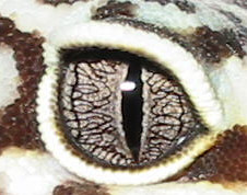 Very Cool Gecko Eye