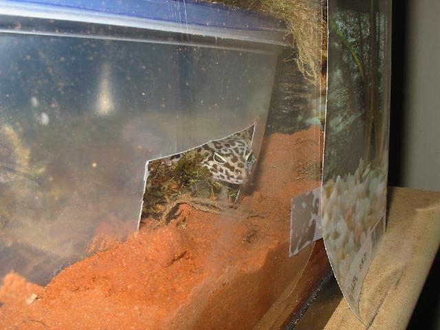 Humid Hide