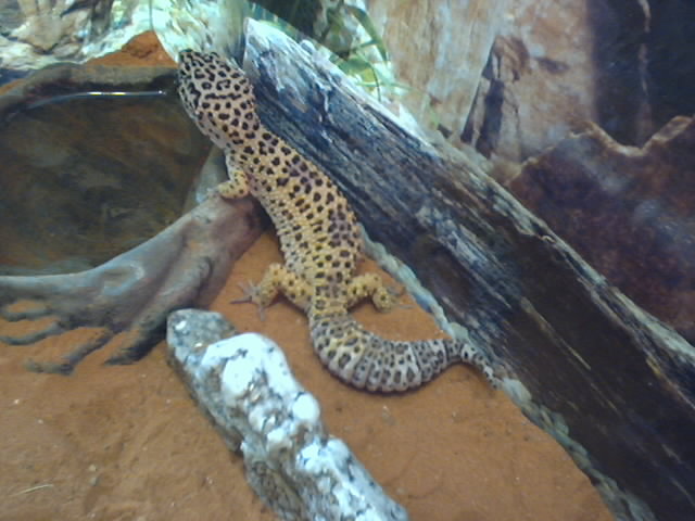 Leo at her water