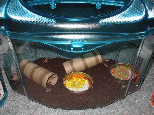 My Cricket's Home!