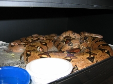 pastel breeding