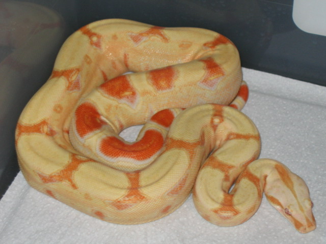 8 mo alb fem