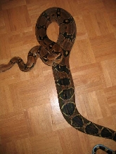 BB het gravid