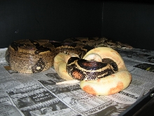 Possible striped albinos