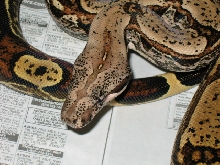 Speckles