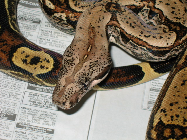 Speckles