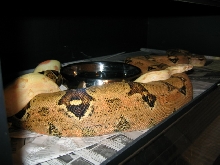 Orange female ovulation