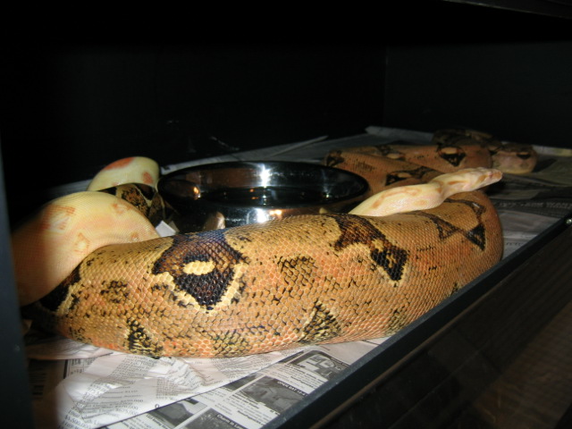 Orange female ovulation