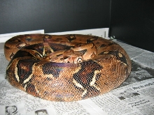 Gravid het
