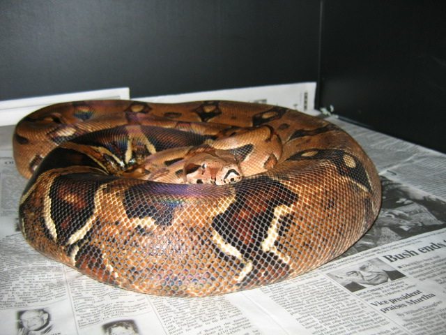 Gravid het