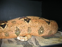 ov2 w albino